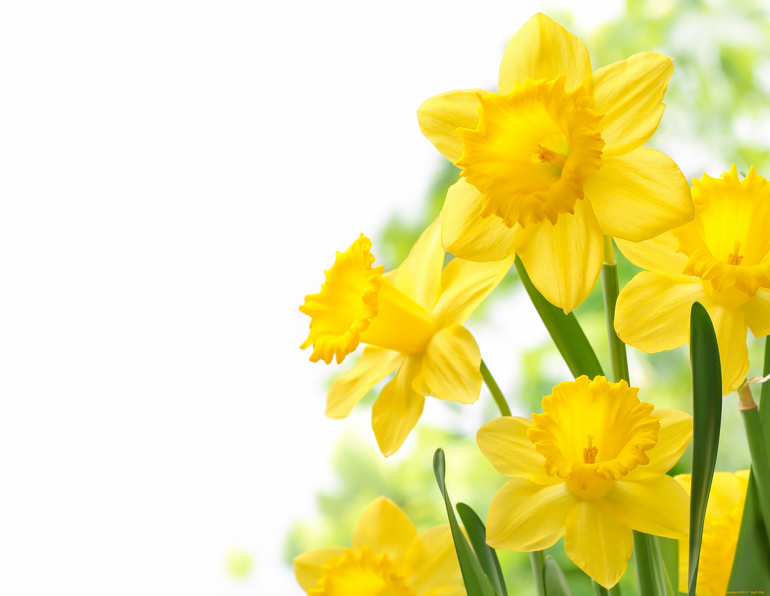 Желтый Нарцисс с мелкими душистыми цветками